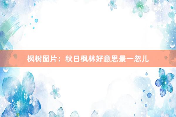 枫树图片：秋日枫林好意思景一忽儿